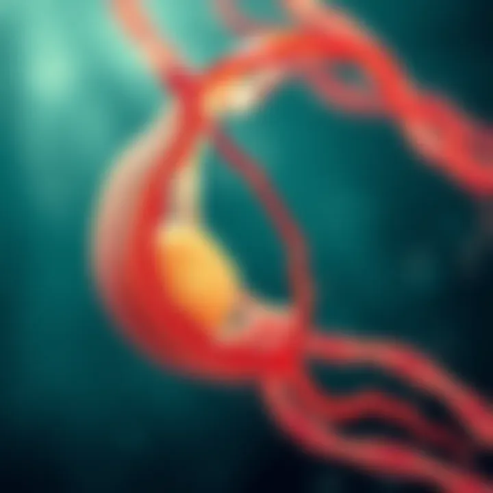 Detailed illustration of the biological stages in amoeba reproduction